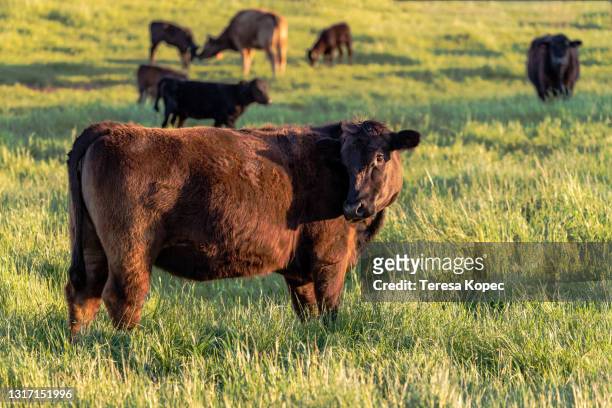 red angus cow in meadow - aberdeen angus cattle stock pictures, royalty-free photos & images