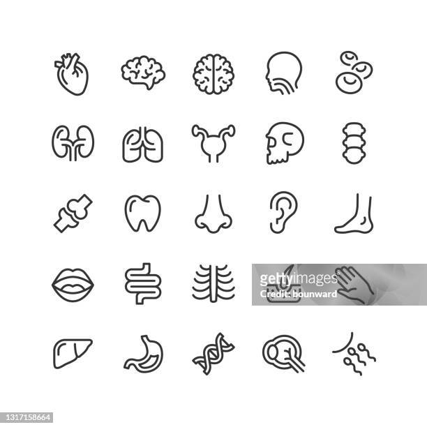 ilustraciones, imágenes clip art, dibujos animados e iconos de stock de iconos de la línea de anatomía humana trazo editable - digestive system