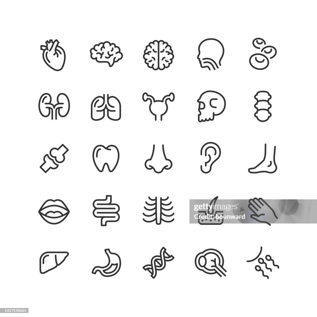 Human Anatomy Line Icônes Editable Stroke
