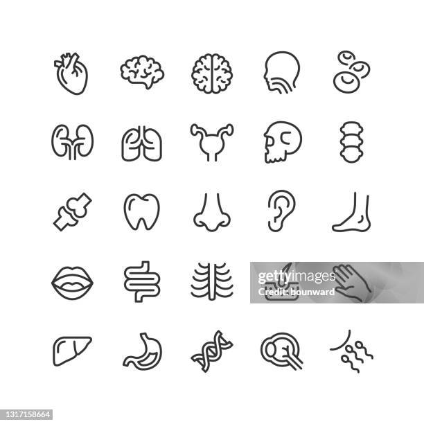 ilustrações de stock, clip art, desenhos animados e ícones de human anatomy line icons editable stroke - perfil vista lateral