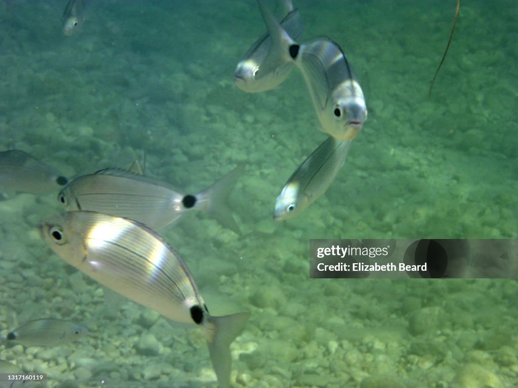 Saddled seabream fish at Corfu