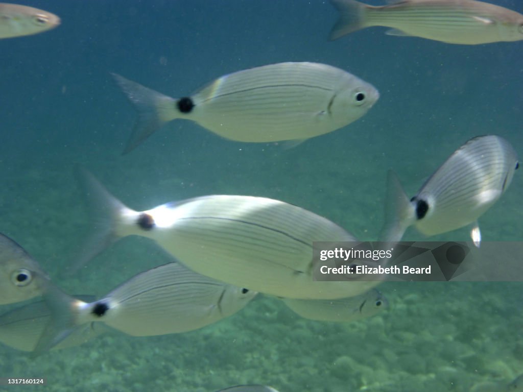 Saddled seabream fish at Corfu