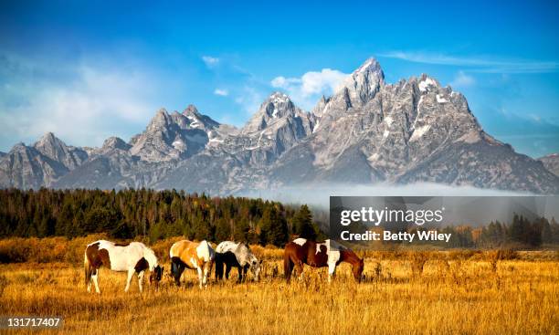 horses grazing in field - grand teton stock-fotos und bilder