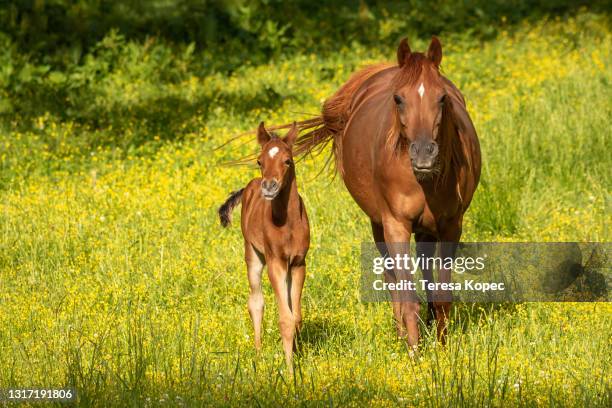 chestnut mare horse with chestnut foal - foap stock pictures, royalty-free photos & images