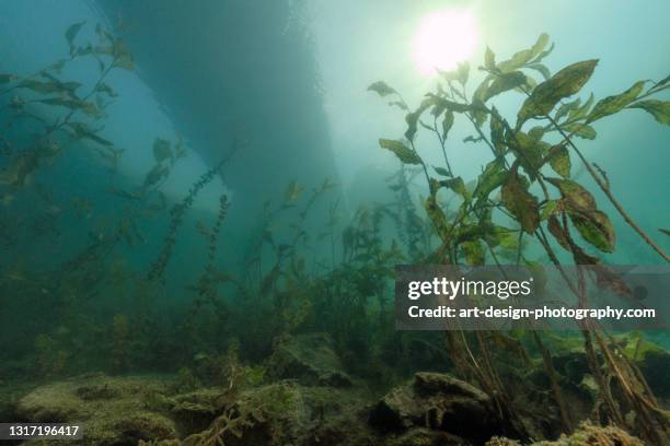 lake fühlingen, underwater landscape - underwater scene freshwater stock pictures, royalty-free photos & images