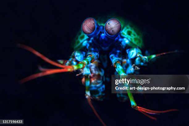 mantis shrimp, odontodactylus scyllarus, snooted - mantis shrimp stock pictures, royalty-free photos & images