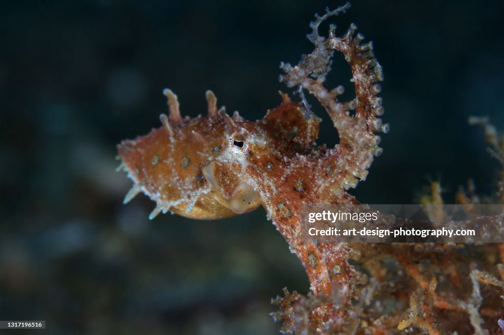 Blue-ringed octopodes; Octopus; genus Hapalochlaena