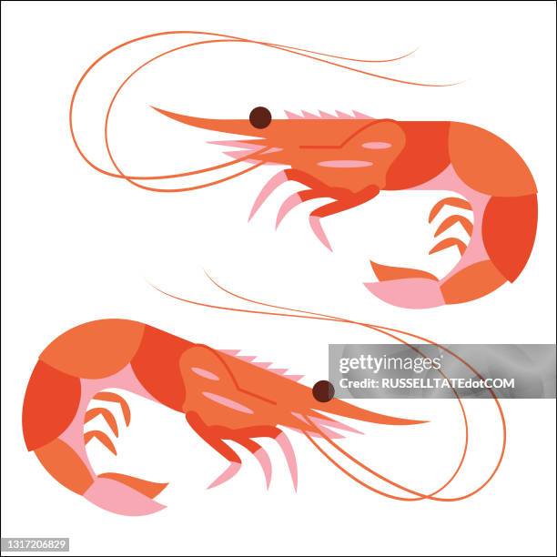 エビまたはエビのサイドビュー - shrimp seafood点のイラスト素材／クリップアート素材／マンガ素材／アイコン素材