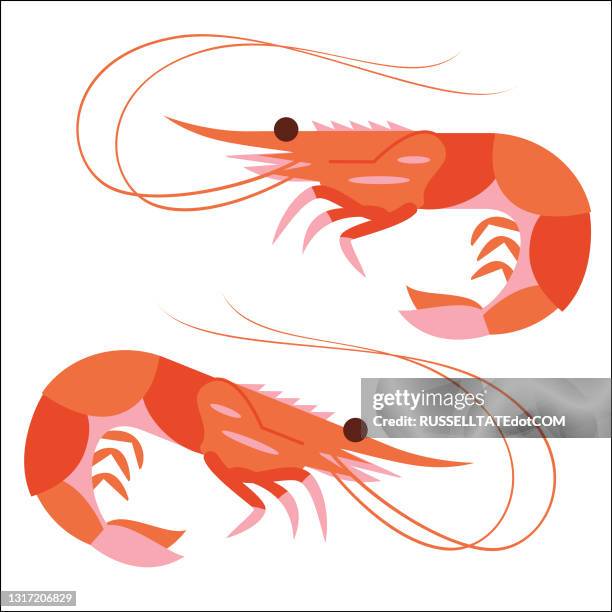 prawn or shrimp side view - shrimp animal stock illustrations