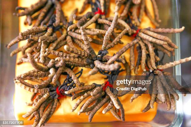 aweto; cordyceps sinensis; chinese caterpillar fungus - parasitic stock pictures, royalty-free photos & images