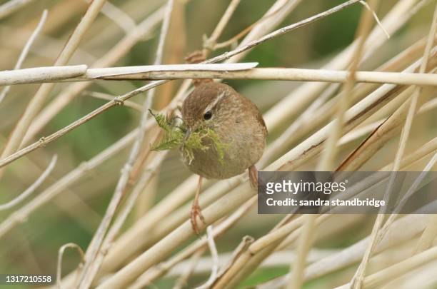 a wren, troglodytes troglodytes, perching on reeds with nesting material in its beak. - wren stock pictures, royalty-free photos & images