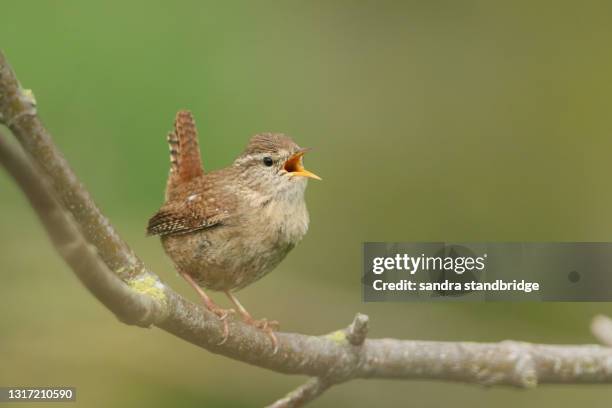 a singing wren (troglodytes troglodytes) perched on a branch of a tree. - wren stock pictures, royalty-free photos & images