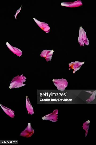bright pink falling peony petals on black background - petal 個照片及圖片檔