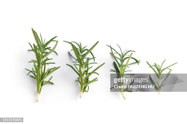 rosemary isolated on white background - thymian stock-fotos und bilder