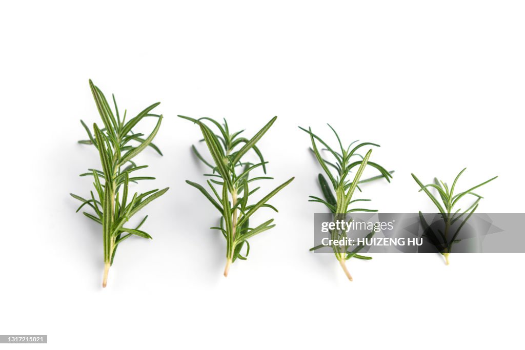 Rosemary isolated on white background