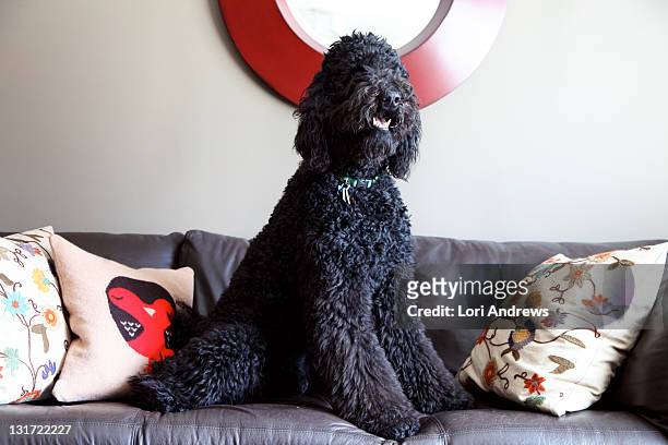 black poodle on leather sofa - black poodle stockfoto's en -beelden