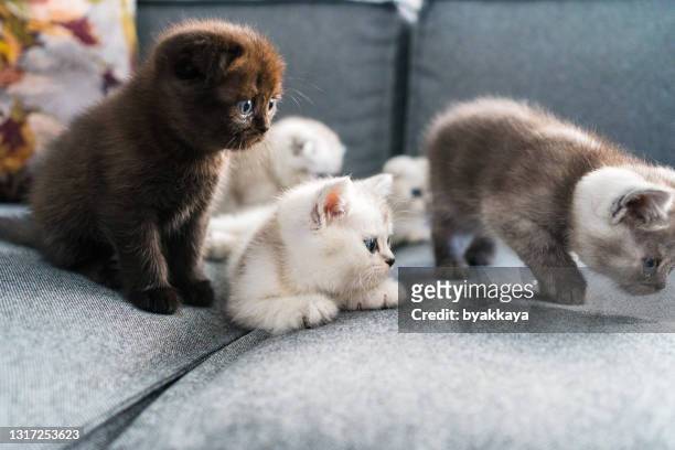 british shorthair kitten - grey kitten stock pictures, royalty-free photos & images