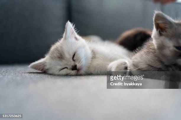 british shorthair kitten sleeping - kitten stock pictures, royalty-free photos & images
