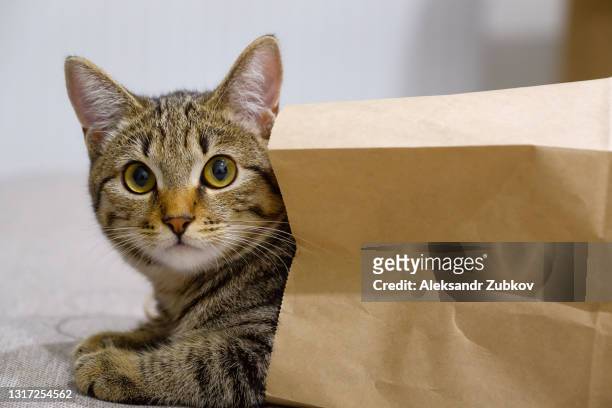 cute little grey striped kitten in a paper craft shopping bag. a playful cat has hidden and is sitting in a bag. the concept of advertising. the topic of delivery and packaging, the use of eco-friendly recyclable materials, environmental protection. - cat box stock pictures, royalty-free photos & images