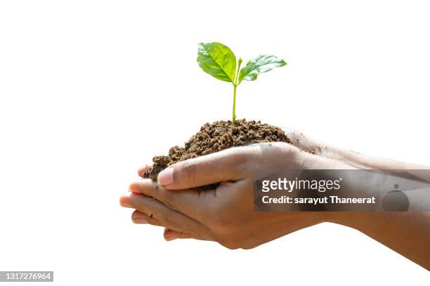 hand holding tree sapling isolated on white background - small tree stock pictures, royalty-free photos & images