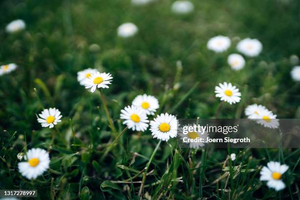 gänseblümchen im garten - gänseblümchen stock pictures, royalty-free photos & images