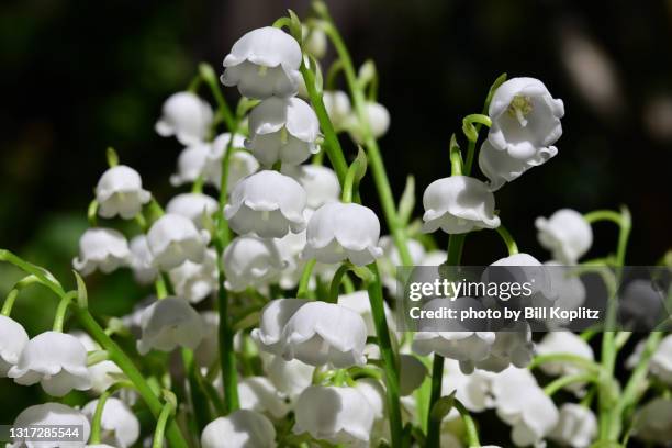 lily of the valley - lily of the valley stock pictures, royalty-free photos & images