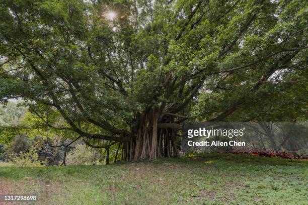 5,171 Banyan Tree Photos and Premium High Res Pictures - Getty Images