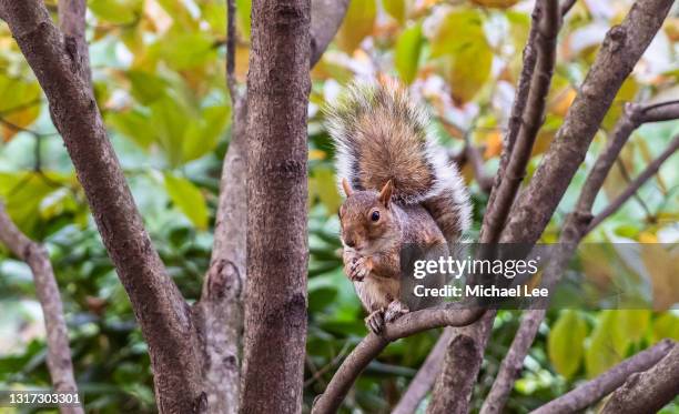 squirrel sitting in a tree in new york's central park - gray squirrel foto e immagini stock