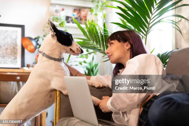 woman at laptop at home with her dog - flea stock pictures, royalty-free photos & images