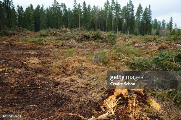 a stump at a clear-cut in daylight in the spring - ontbossing stockfoto's en -beelden