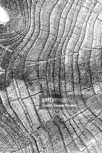 wooden cross section texture - tree ring stock pictures, royalty-free photos & images