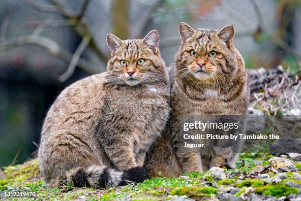 couple of wildcats together - schwyz stock pictures, royalty-free photos & images