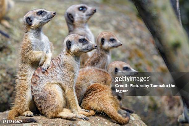 a cool group of meerkats - animal family stock-fotos und bilder