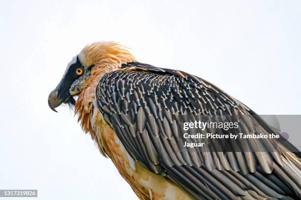 bearded vulture against the sky - bearded vulture stock pictures, royalty-free photos & images