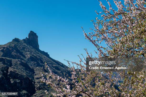 flowered almond tree with 'roque bentayga' at background, gran canaria, canary islands - tejeda canary islands stock-fotos und bilder