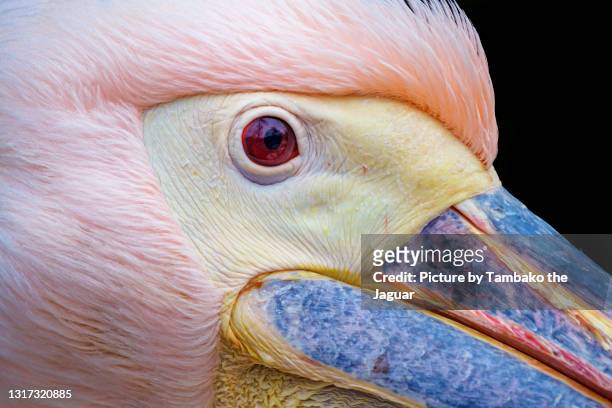very close pelican - pelikan stock-fotos und bilder