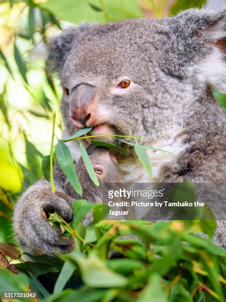 female koala eating eucalyptus, together with her baby - koala eating stock-fotos und bilder