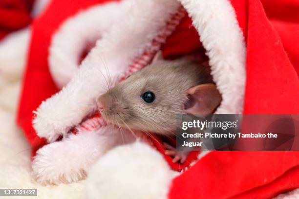 682 fotos e imágenes de Raton Navidad - Getty Images 682 fotos e imágenes de Raton Navidad - Getty Images