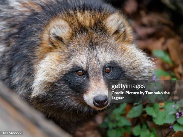 very pretty raccoon dog looking at the camera - tanuki stock pictures, royalty-free photos & images