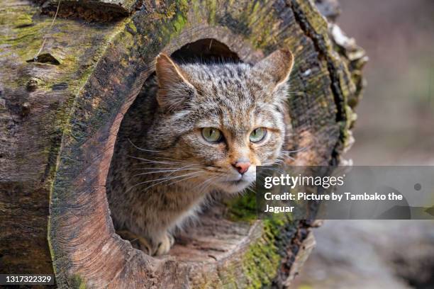female wildcat in the trunk - aushöhlung stock-fotos und bilder