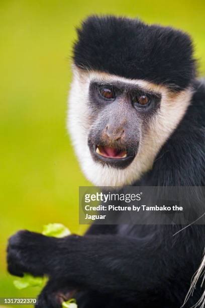 colobus with open mouth - black and white colobus stock pictures, royalty-free photos & images