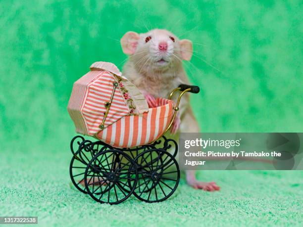 782 Funny Rat Photos and Premium High Res Pictures - Getty Images 782 Funny Rat Photos and Premium High Res Pictures - Getty Images