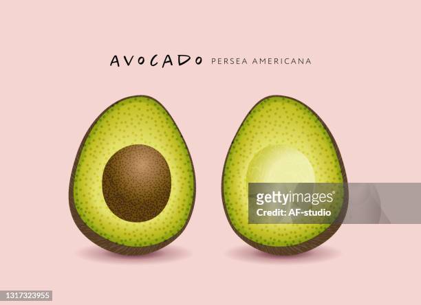 avocado - af studio stock illustrations