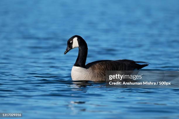 side view of duck swimming on lake - oca canadese foto e immagini stock