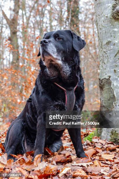 close-up of labrador retriever sitting on tree trunk in forest during autumn,gonderange,junglinster,luxembourg - keiffer stock pictures, royalty-free photos & images