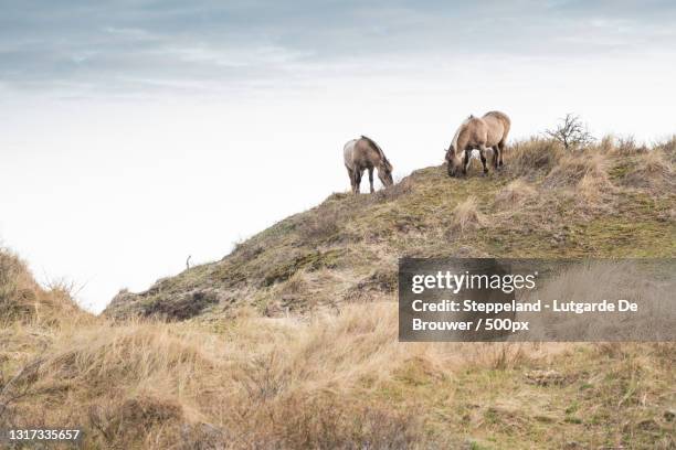 low angle view of goats on field against sky,oosterend,netherlands - terschelling stock-fotos und bilder