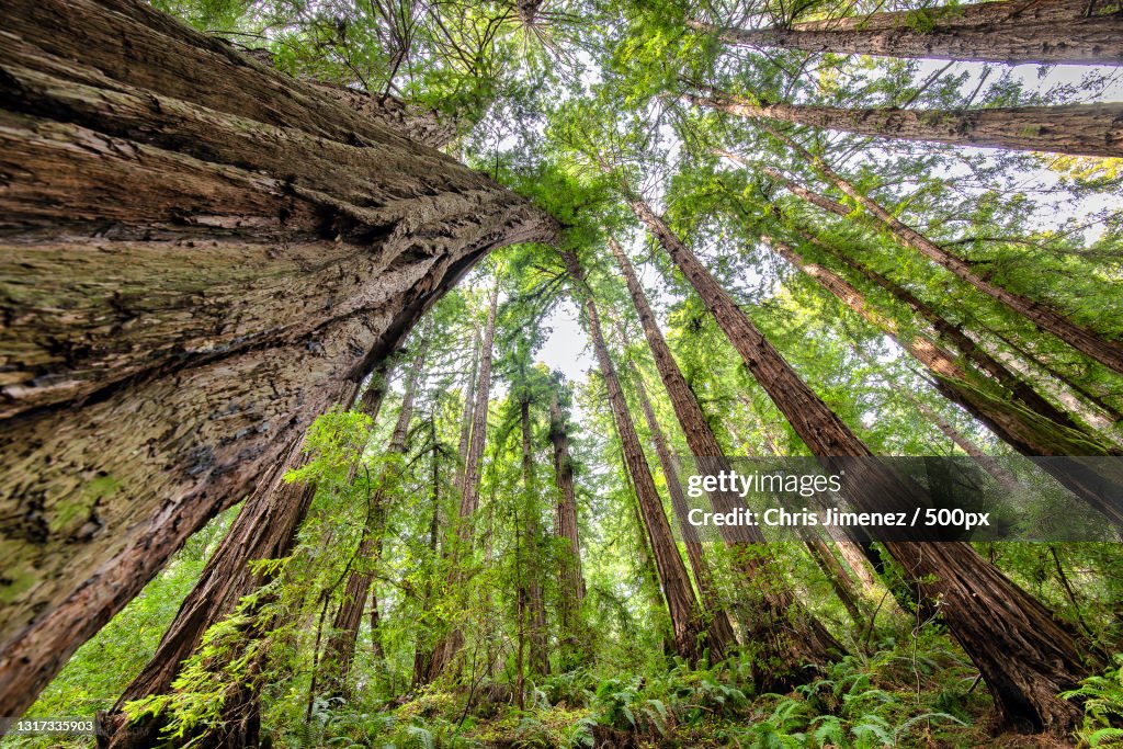 Low angle view of bamboo trees in forest