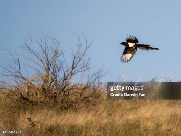 black-billed magpie - falda negra imagens e fotografias de stock