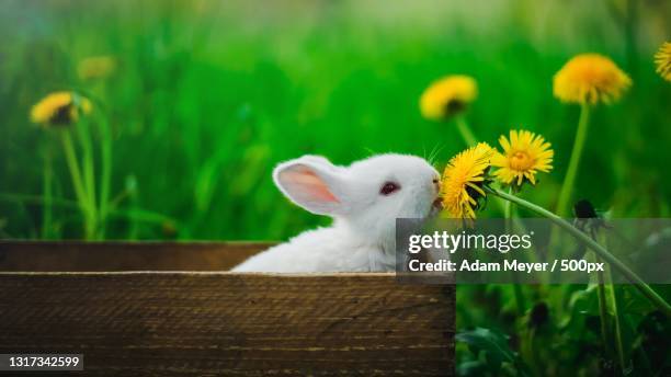 close-up of rabbit on field,damascus,maryland,united states,usa - lapereau photos et images de collection