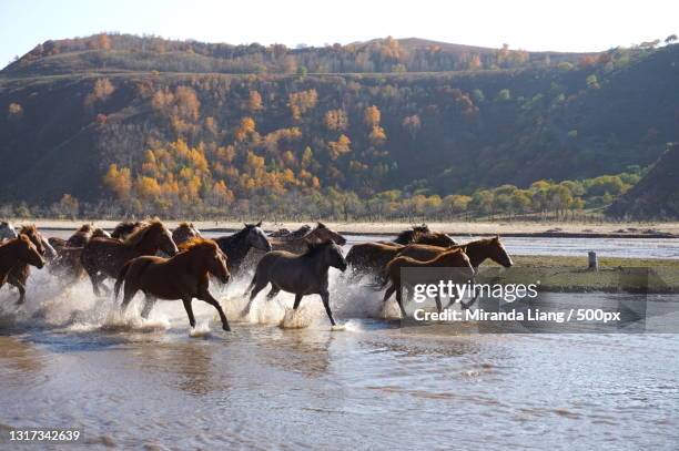 galloping horse - horse running water stock pictures, royalty-free photos & images